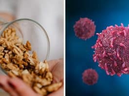 Comer nozes todos os dias pode estimular a morte de células cancerígenas, revela estudo