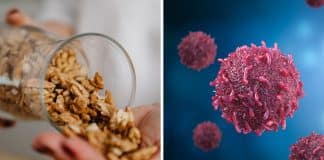 Comer nozes todos os dias pode estimular a morte de células cancerígenas, revela estudo Comer nozes todos os dias pode estimular a morte de células cancerígenas, revela estudo