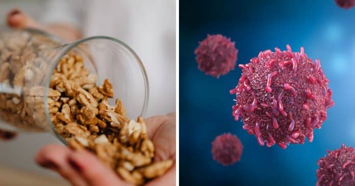 comer-nozes-todos-os-dias-pode-estimular-a-morte-de-celulas-cancerigenas-revela-estudo Comer nozes todos os dias pode estimular a morte de células cancerígenas, revela estudo
