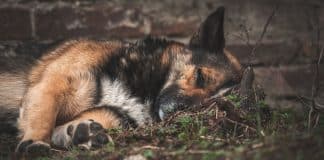 O que os cães fazem antes de morrer vai te emocionar profundamente