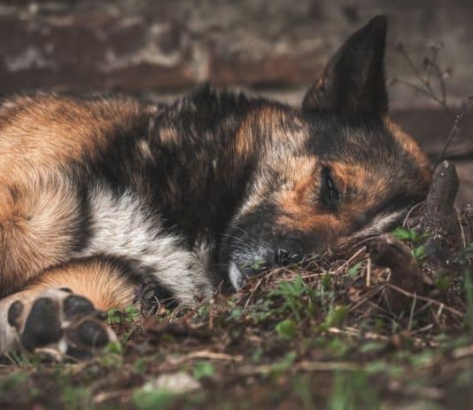 O que os cães fazem antes de morrer vai te emocionar profundamente