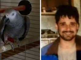 Papagaio que testemunhou morte do dono começou a repetir suas últimas palavras – ajudando a condenar a verdadeira assassina