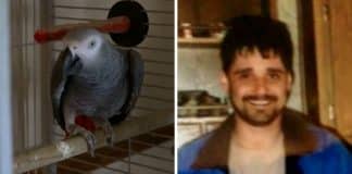 Papagaio que testemunhou morte do dono começou a repetir suas últimas palavras – ajudando a condenar a verdadeira assassina Papagaio que testemunhou morte do dono começou a repetir suas últimas palavras – ajudando a condenar a verdadeira assassina