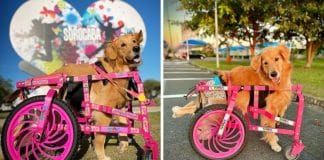Rodinhas Para Todos: Projeto devolve mobilidade e esperança a cães com deficiência