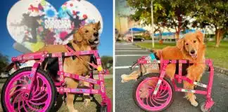 Rodinhas Para Todos: Projeto devolve mobilidade e esperança a cães com deficiência Rodinhas Para Todos: Projeto devolve mobilidade e esperança a cães com deficiência