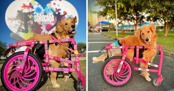 Rodinhas Para Todos: Projeto devolve mobilidade e esperança a cães com deficiência