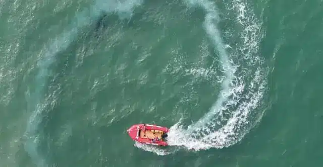 sabiaspalavras.com - Só quem tem “visão de sniper” consegue achar este tubarão escondido no oceano