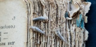 Truques caseiros para dar fim nesta “praga silenciosa” que devora roupas, papéis e móveis da sua casa – antes que seja tarde demais