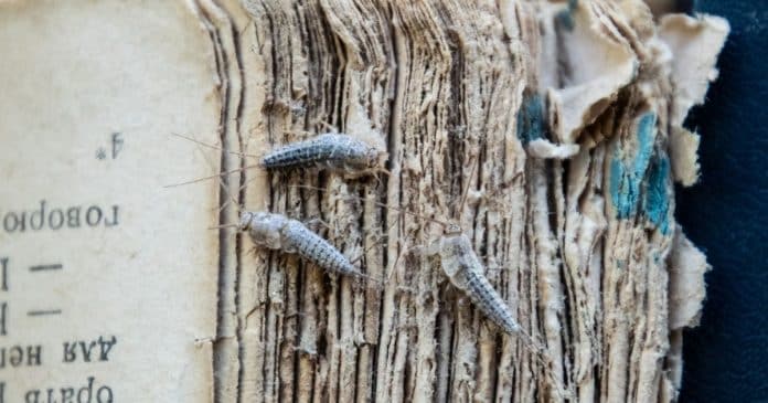 Truques caseiros para dar fim nesta “praga silenciosa” que devora roupas, papéis e móveis da sua casa – antes que seja tarde demais