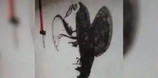 Depois de visto não pode ser desvisto: Quanto tempo demorou para você realmente conseguir ver?