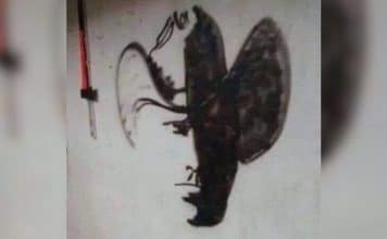 sabiaspalavras.com - S&aacute;bias Palavras