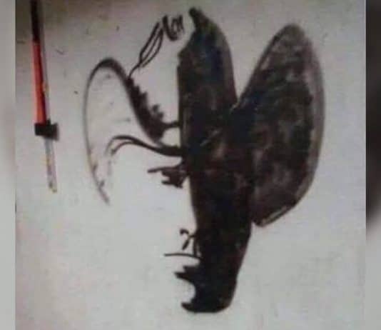 Depois de visto não pode ser desvisto: Quanto tempo demorou para você realmente conseguir ver?