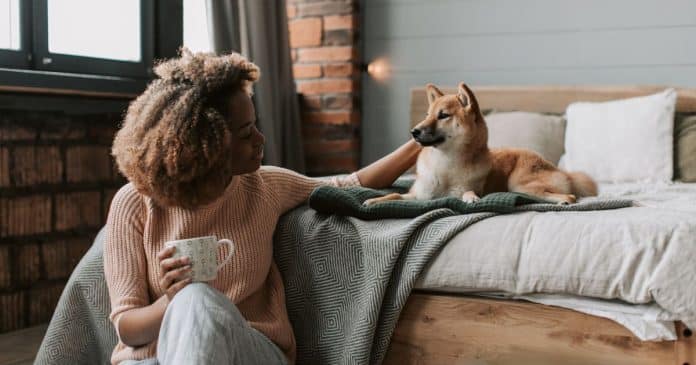 O estudo que emocionou tutores: imagens cerebrais revelam o que os cães realmente sentem por você