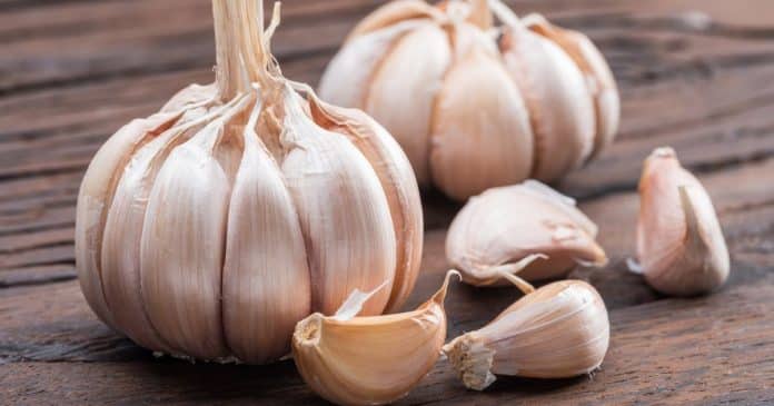 O poder do alho: por que ele é considerado um antibiótico natural pela ciência – e como usar
