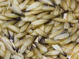 Poucas pessoas sabem, mas esse inseto “aparentemente inofensivo” pode colocar a vida do seu cão em risco