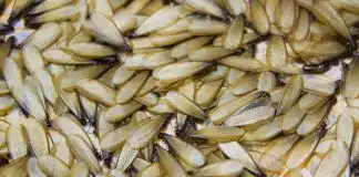 Poucas pessoas sabem, mas esse inseto “aparentemente inofensivo” pode colocar a vida do seu cão em risco Poucas pessoas sabem, mas esse inseto “aparentemente inofensivo” pode colocar a vida do seu cão em risco