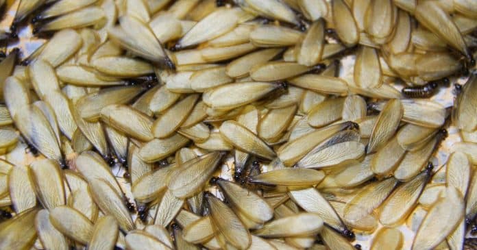 Poucas pessoas sabem, mas esse inseto “aparentemente inofensivo” pode colocar a vida do seu cão em risco