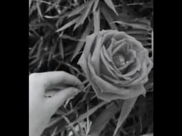 Teste de intuição que revela seu poder interior: você consegue “sentir” qual é a cor oculta da flor?