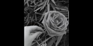 Teste de intuição que revela seu poder interior: você consegue “sentir” qual é a cor oculta da flor?