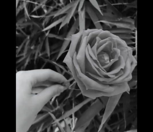 Teste de intuição que revela seu poder interior: você consegue “sentir” qual é a cor oculta da flor?