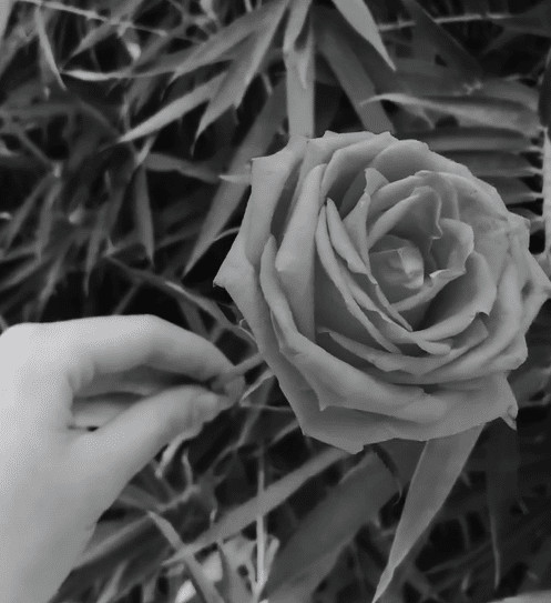 sabiaspalavras.com - Teste de intui&ccedil;&atilde;o que revela seu poder interior: voc&ecirc; consegue &ldquo;sentir&rdquo; qual &eacute; a cor oculta da flor?