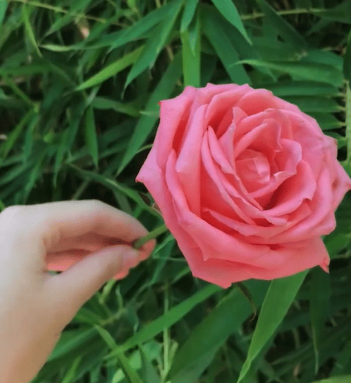 sabiaspalavras.com - Teste de intui&ccedil;&atilde;o que revela seu poder interior: voc&ecirc; consegue &ldquo;sentir&rdquo; qual &eacute; a cor oculta da flor?