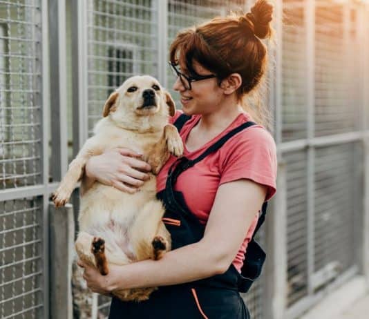 Você faria uma prova para ter um pet? Na Alemanha isso já é realidade