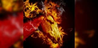 2026: O Ano do Cavalo de Fogo – descubra o significado espiritual desse ano poderoso, de acordo com o calendário chinês 2026: O Ano do Cavalo de Fogo – descubra o significado espiritual desse ano poderoso, de acordo com o calendário chinês