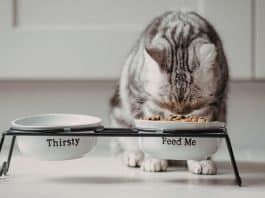 5 Alimentos comuns que você oferece para seu gato que podem reduzir a expectativa de vida (o último pode te surpreender)