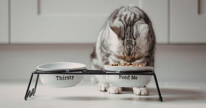 5-alimentos-comuns-que-voce-oferece-para-seu-gato-que-podem-reduzir-a-expectativa-de-vida-o-ultimo-pode-te-surpreender 5 Alimentos comuns que você oferece para seu gato que podem reduzir a expectativa de vida (o último pode te surpreender)