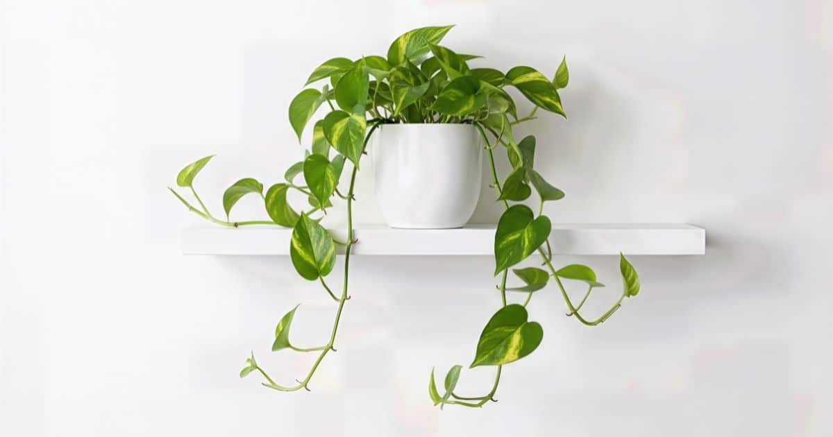 sabiaspalavras.com - A planta de cada signo do zod&iacute;aco - e o que ela atrai