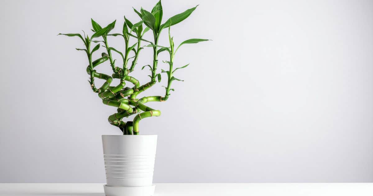 sabiaspalavras.com - A planta de cada signo do zod&iacute;aco - e o que ela atrai