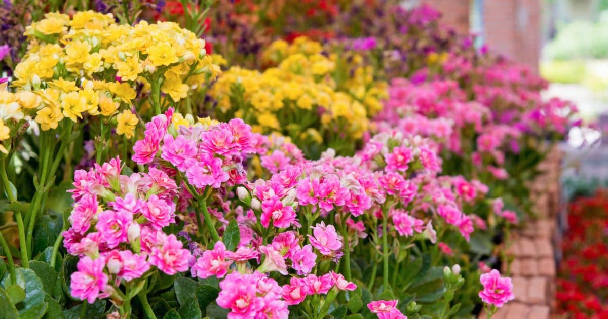 sabiaspalavras.com - A planta de cada signo do zod&iacute;aco - e o que ela atrai