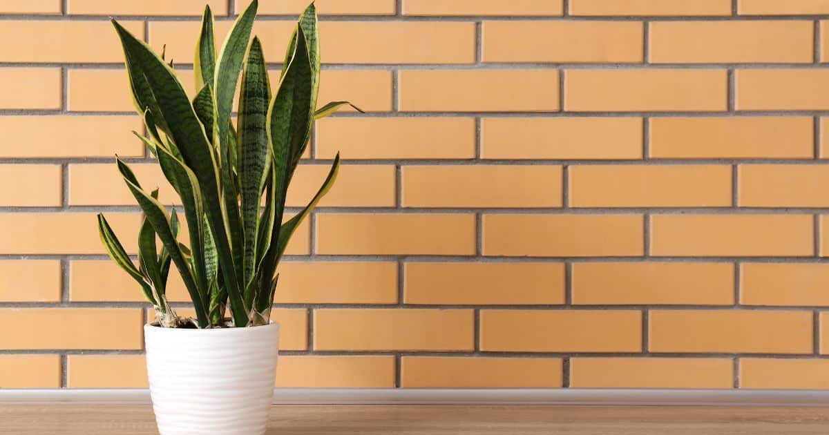 sabiaspalavras.com - A planta de cada signo do zod&iacute;aco - e o que ela atrai