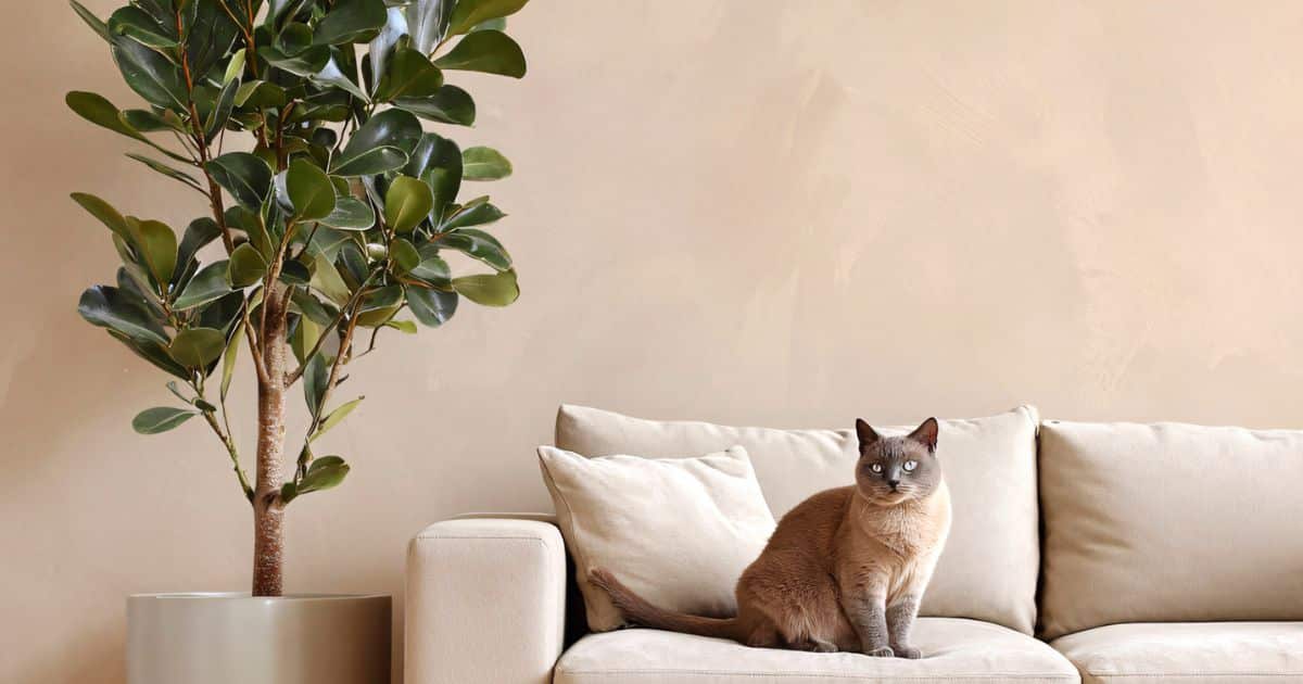 sabiaspalavras.com - A planta de cada signo do zod&iacute;aco - e o que ela atrai