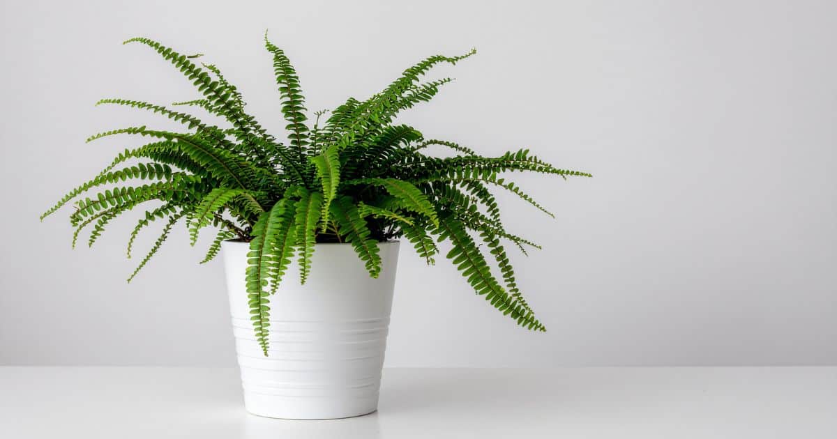 sabiaspalavras.com - A planta de cada signo do zod&iacute;aco - e o que ela atrai