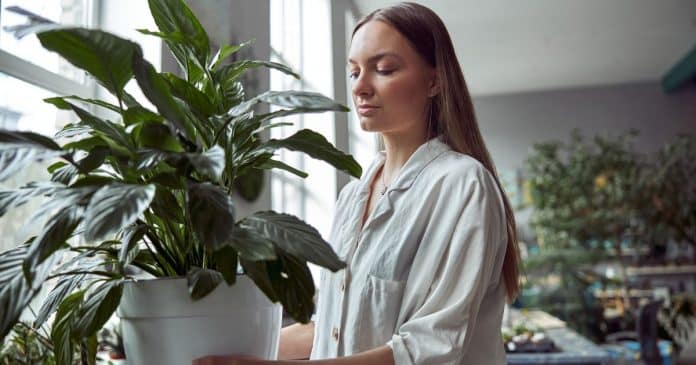 A planta de cada signo do zodíaco – e o que ela atrai