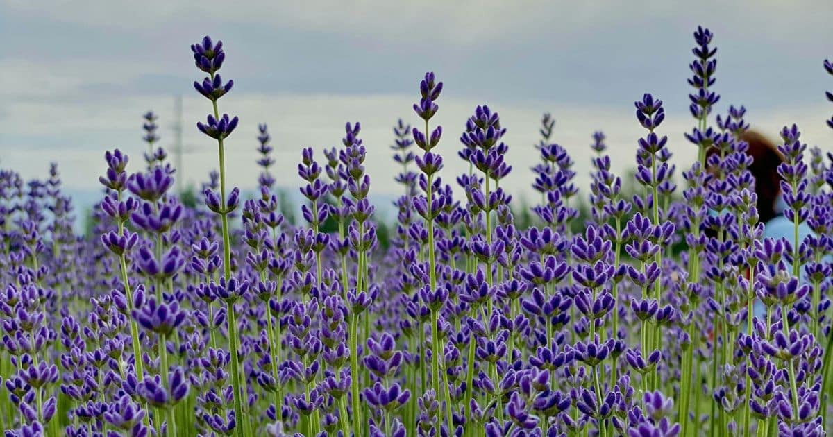 sabiaspalavras.com - A planta de cada signo do zod&iacute;aco - e o que ela atrai