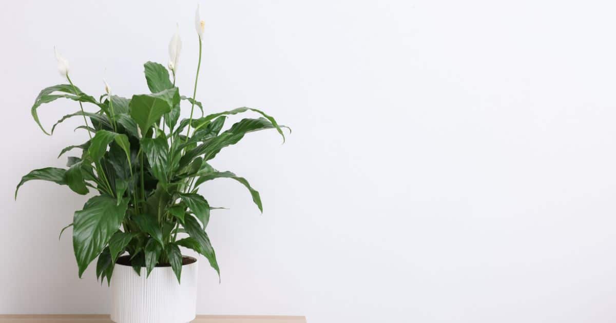 sabiaspalavras.com - A planta de cada signo do zod&iacute;aco - e o que ela atrai