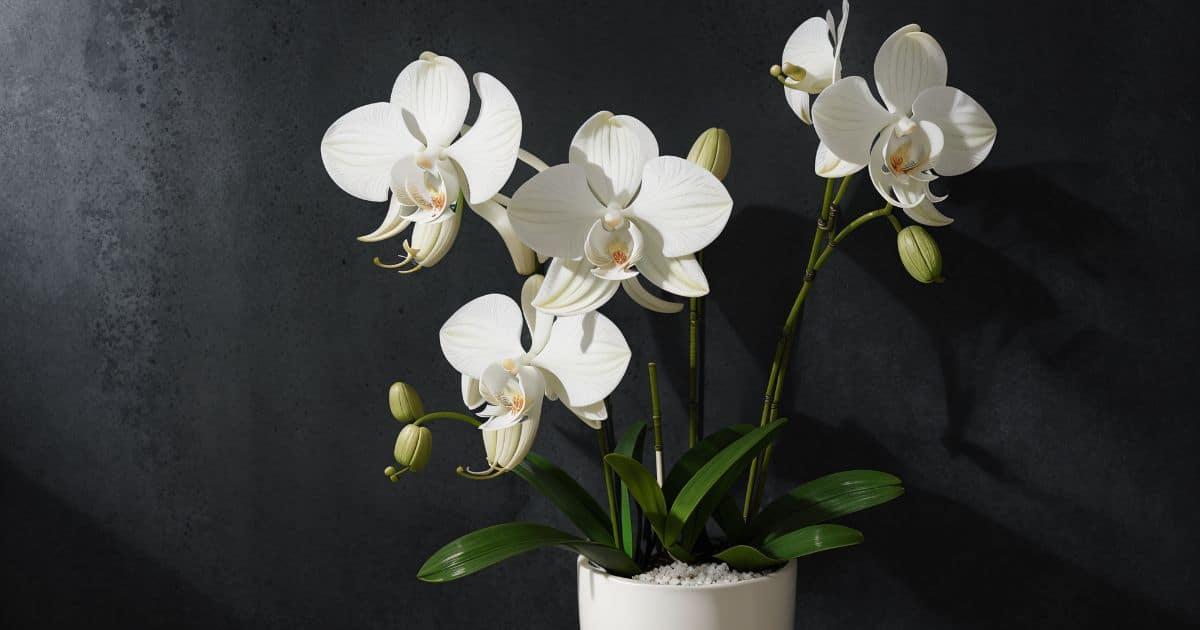 sabiaspalavras.com - A planta de cada signo do zod&iacute;aco - e o que ela atrai