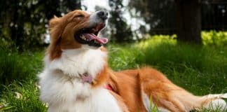 Estudos revelam que cadelas avaliam a competência humana — e isso muda a forma como elas se relacionam conosco