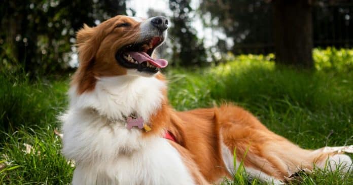 Estudos revelam que cadelas avaliam a competência humana — e isso muda a forma como elas se relacionam conosco