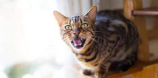 Por que seu gato sempre te acorda de madrugada (e o que fazer para ele parar)