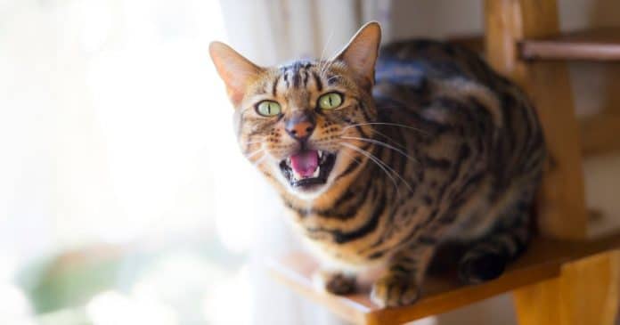 por-que-seu-gato-te-acorda-de-madrugada-e-o-que-fazer-para-ele-parar Por que seu gato sempre te acorda de madrugada (e o que fazer para ele parar)