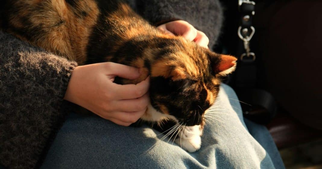 Quando um gato dorme em cima de você, existe um motivo e ele vai além do carinho