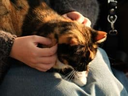 Quando um gato dorme em cima de você, existe um motivo e ele vai além do carinho