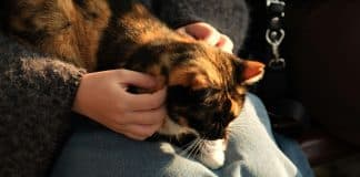 Quando um gato dorme em cima de você, existe um motivo e ele vai além do carinho