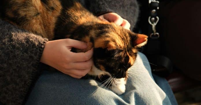 quando-um-gato-dorme-em-cima-de-voce-existe-um-motivo-e-ele-vai-alem-do-carinho Quando um gato dorme em cima de você, existe um motivo e ele vai além do carinho