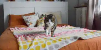 Se o seu gato dorme na sua cama, o motivo pode ser mais profundo do que parece