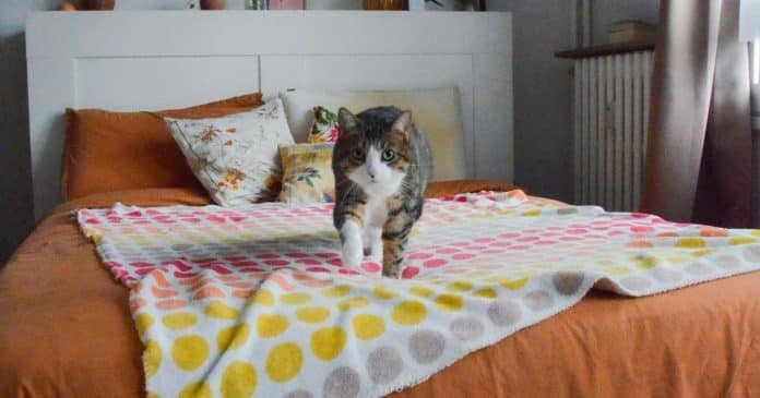 Se o seu gato dorme na sua cama, o motivo pode ser mais profundo do que parece